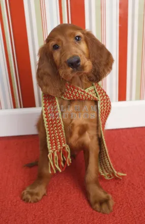 Irish setter puppy wearing knit scarf